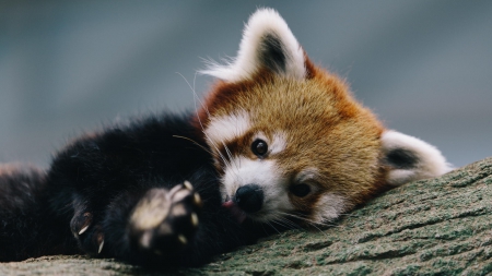 Red panda - animal, red, panda, photo, red panda