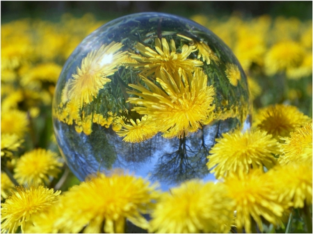 Dandelion Reflections - blossoms, yellow, bowl, field, glass