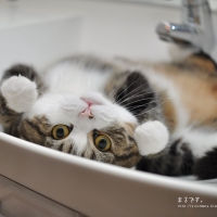 A Cute Kitty