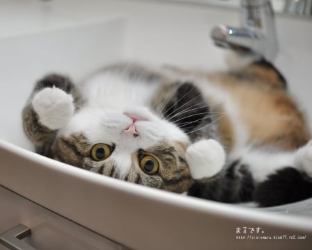 A Cute Kitty - animal, cute, adorable, sink, cat, kitty