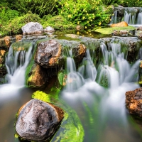 Forest waterfall