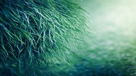 Grass - hanging, nature, green, grass, field