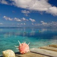 Fakarava Island - French Polynesia - sea shells by clear blue lagoon