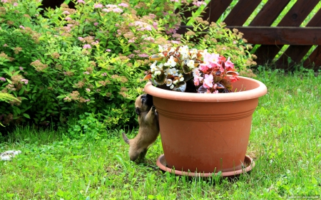 Little Doggie - puppy, dog, animal, summer, pet, flowers, garden