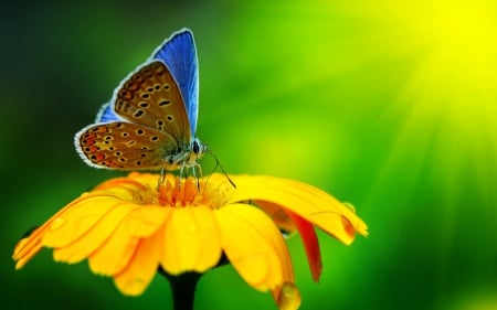 butterfly - photography, flower, colorful, animal, SkyPhoenixX1, picture, green, butterfly, insect, wallpaper