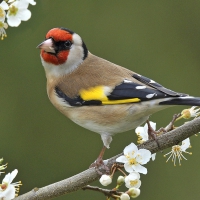 Beautiful Spring Bird