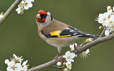 Beautiful Spring Bird - flowers, bird, animal, nature, spring