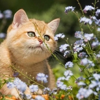 kitty in the flower garden
