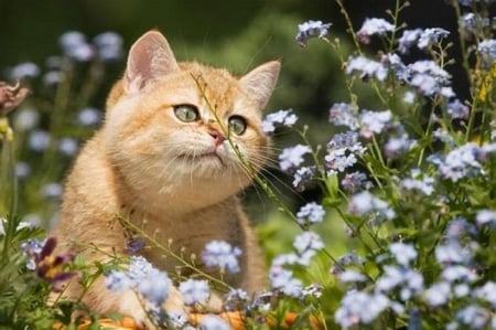 kitty in the flower garden - cats, flower garden, animals, kitty