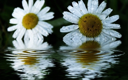 Daisy Reflections - flower, reflection, nature, droplets, daisy