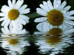 Daisy Reflections