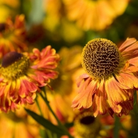 Autumn Field Flowers