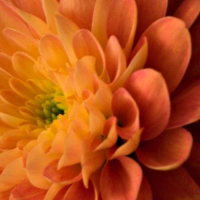 CLOSE UP OF AUTUMN FLOWER