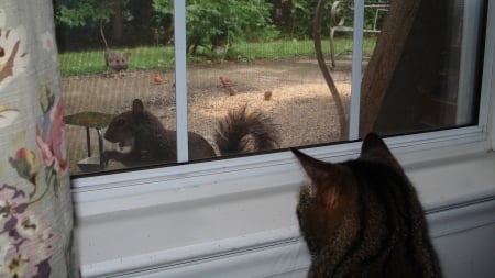 I tawt I saw a puty tat - outside, cat, squirrel, eating