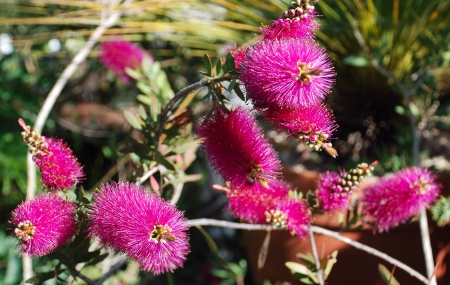 Callistemon-citrinus-Jeffersii tropical plant Hawaii Polynesia - lush, paradise, citrinus, polynesian, hawaii, polynesia, plant, garden, jerrersii, tropical, gardens, plants, exotic, lei, callistemon, forest, botany, red, pink, flowers, hawaiian, flower