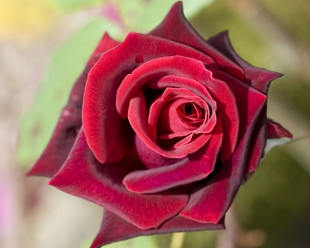 red rose - pretty, rose, red, beautiful