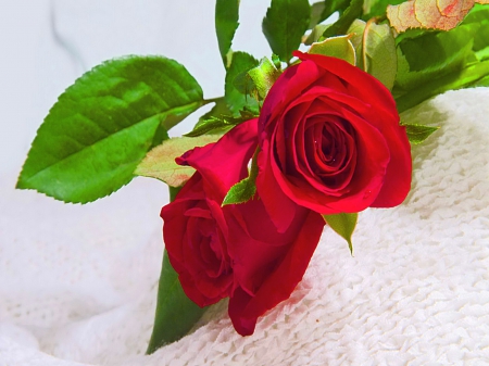 Red red rose - beauty, two, roses, red, flowers