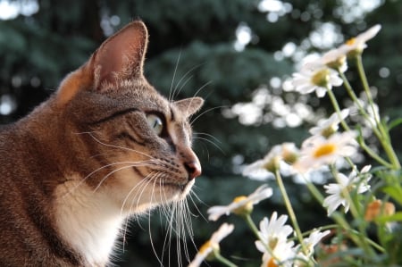 Smell the Daisies - daisies, serene, lovely, cat