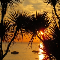 St Ives Cornwall in the evening, sun set, dusk, over ocean - cordyline palm trees