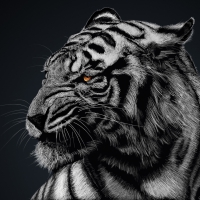 White Tiger