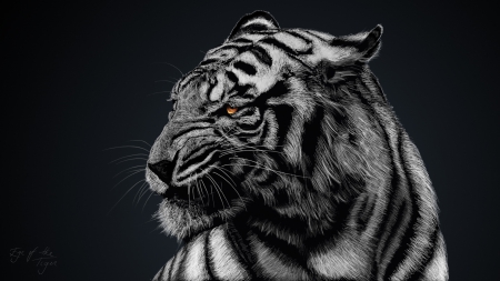 White Tiger - white tiger, white, animal, tiger