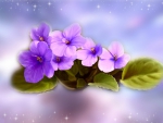 Purple Flowers