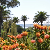 Tresco Abbey Gardens Tresco Isles of Scilly Cornwall England UK