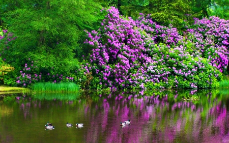 Garden pond - nice, trees, water, greenery, flowering, mirrored, spring, reflection, river, garden, pond, lake, bush, park, summer, shore, nature, ducks, lvvely, beautiful