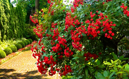 Park alley - greenery, pretty, alley, beautiful, grass, lovely, freshness, walk, leaves, flowers, bush, green, garden, nice, park