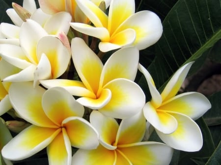 Plumeria - white, nature, white plumeria, white flower, flowers, flower, plumeria