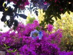 Bougainvillea