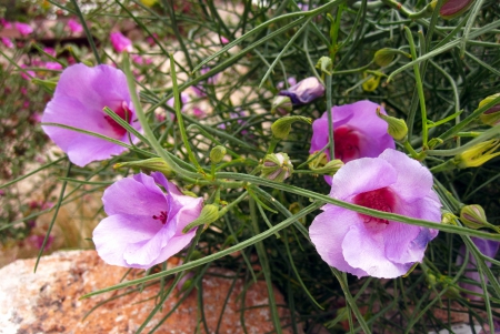 Pink - flowers, nature, beautiful, green, photography, flower, pink