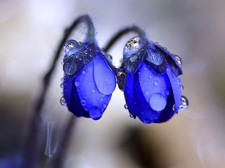 Kissed by the rain - pair, two, blue, flowers, rain drops