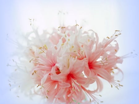 Spray of pink - white, spray, pink, bunch, flowers