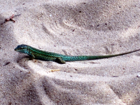 Sargantana de les Pitiuses - blue, beautiful, photography, lizard, sand, nature, green, color, animals