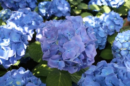 Flowers Contrast background 03 - photography, blue, green, hydrangeas, flowers, garden