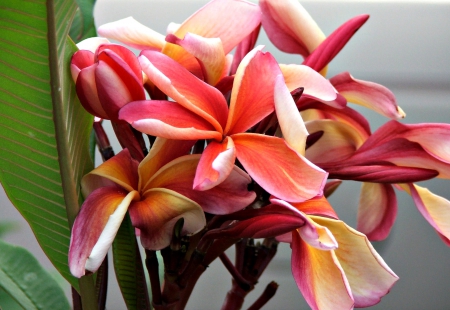 Plumeria - flower, pink plumeria, pink, plumeria, flowers, nature