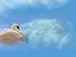 Swan in the clouds