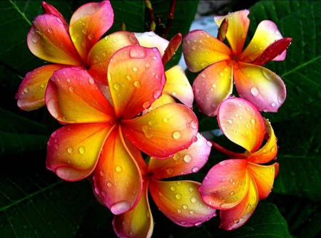 Plumeria - flowers, yellow plumeria, nature, yellow, plumeria, orange, flower