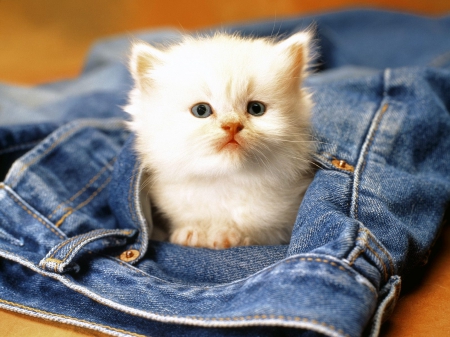 Cute Cat - white, adorable, cute cat, animal, pet, lovely, cute, pants