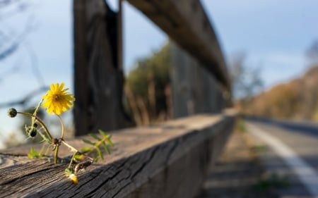 Flower - photo, flower, fence, wood