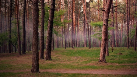 Forest - Forest, nature, leaf, tree