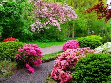 Lovely place in park - nice, freshness, trees, spring, pretty, blossoms, green, grass, garden, blooming, branches, park, summer, place, lovely, bushes, nature, pathway, forest, beautiful, alley