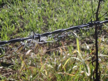 Beauty and the Beast - Web, nature, spider web, barbed wire, dew drops