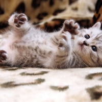 Cute Kitty