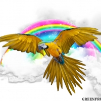 MACAW WITH RAINBOW