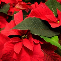 Poinsettia