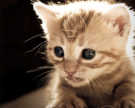 Kitten - cat, cats, kittens, blue eyes, blue eye, cute, kitten