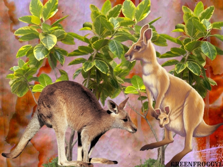 KANGAROOS - THREE, CUTE, KANGAROOS, ANIMALS