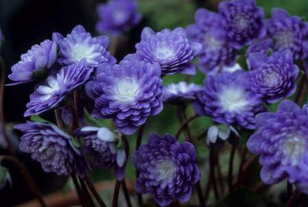 Purple flowers